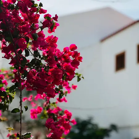 Sunshine Daydream Apartment Costa Adeje - Ac Playa Fanabe Exterior photo